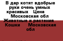 В дар котят вдобрые руки очень умных, красивых › Цена ­ 1 - Московская обл. Животные и растения » Кошки   . Московская обл.